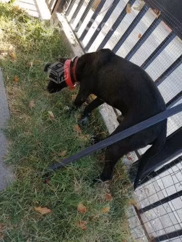 En adopción