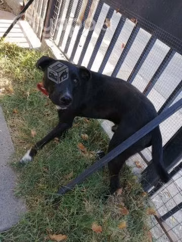 En adopción