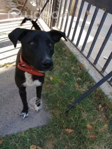 En adopción
