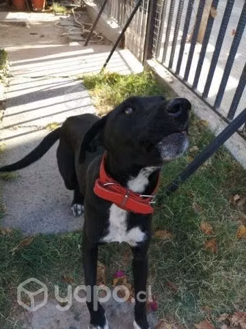 En adopción