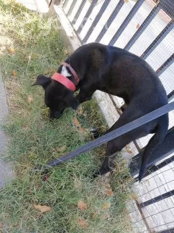 En adopción