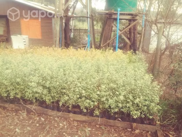 Arboles nativos y para cercos vivos
