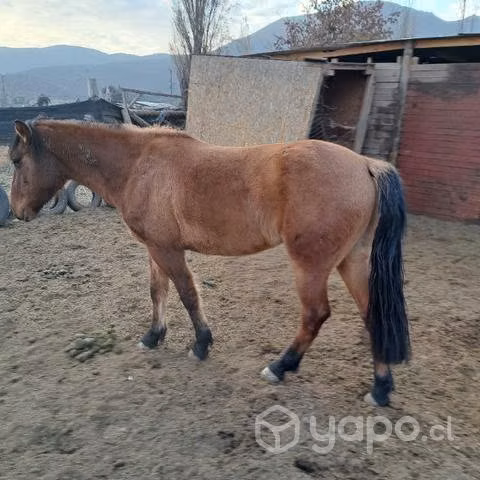 Potranca nueva