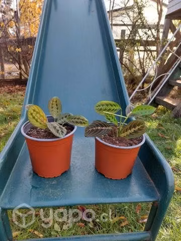 Plantas de interior