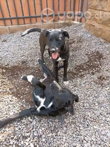 2 Perritas hermanas en adopcion