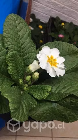 Flores en temuco