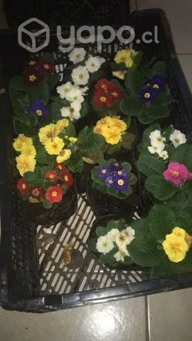Flores en temuco