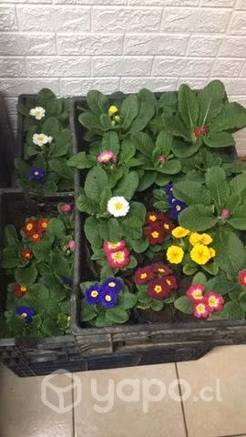 Flores en temuco