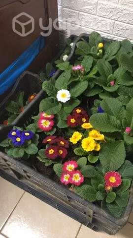 Flores en temuco