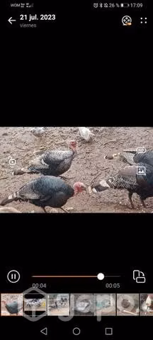 Pavos adultos y para terminar de criar