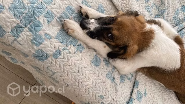 Perro en adopción