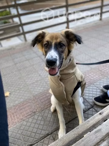 Perro en adopción