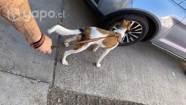 Perro en adopción