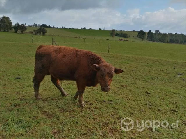 Toretes Angus