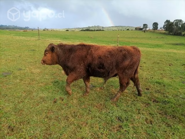 Toretes Angus