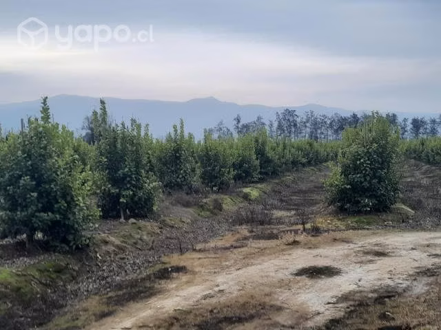 Parcela 4.2 hectáreas comuna Maria Pinto - Imagen 7