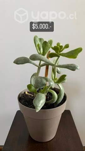 Plantas interior