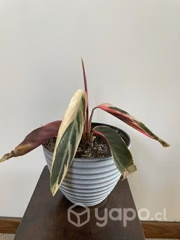 Plantas interior