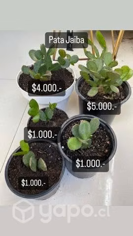 Plantas interior