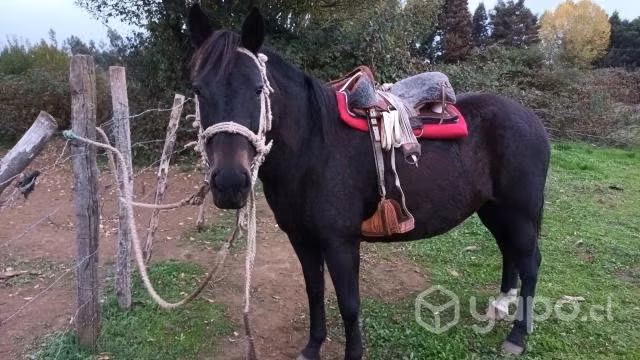 Llegua - Imagen 2