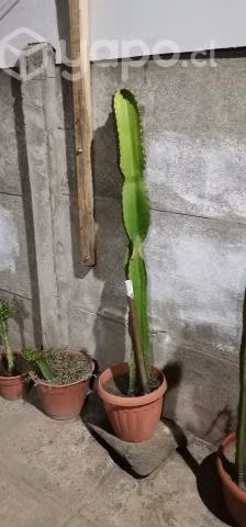 Cactus