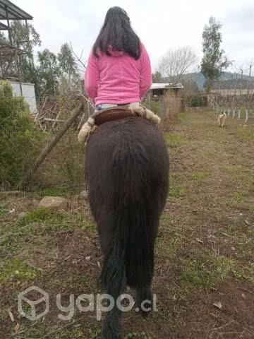 Caballo mampato - Imagen 3