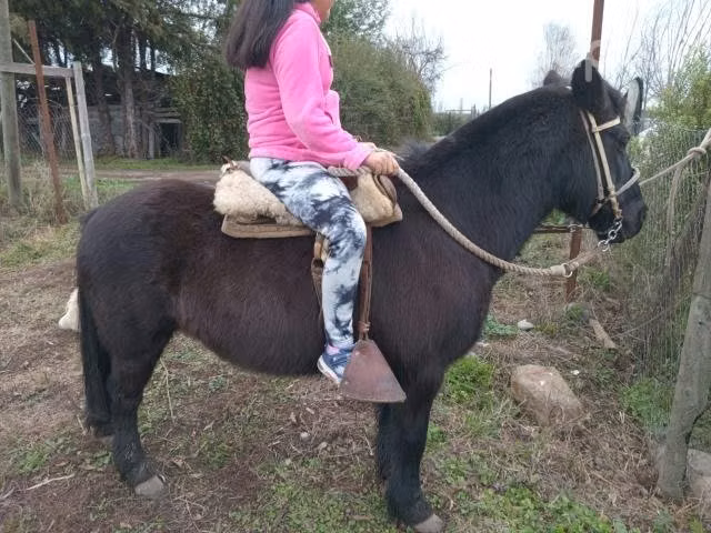 Caballo mampato - Imagen 2