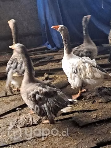 Vendo gansos hembra y macho - Imagen 5