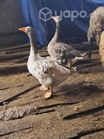 Vendo gansos hembra y macho - Imagen 2