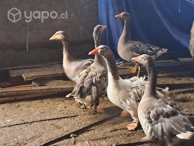 Vendo gansos hembra y macho - Imagen 6