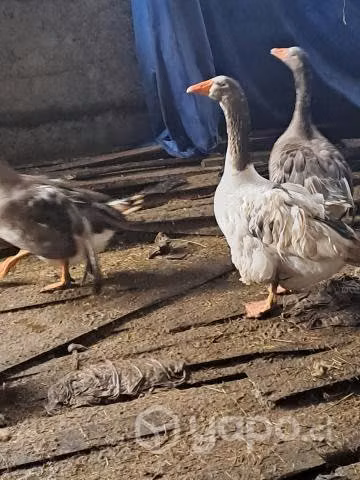 Vendo gansos hembra y macho - Imagen 3