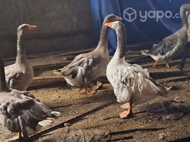 Vendo gansos hembra y macho - Imagen 4