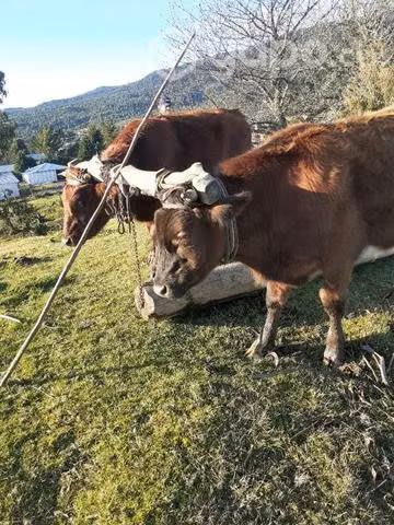 Yunta de novillos