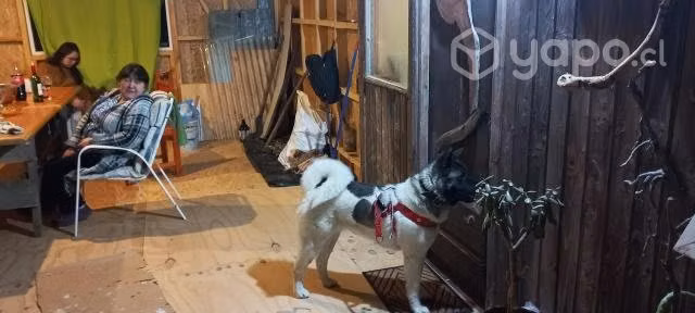 Se regala perrita Akita