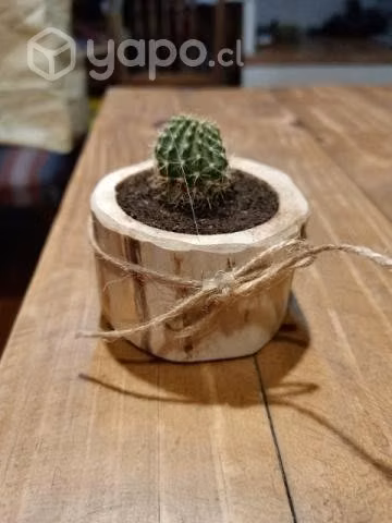 Macetero madera nativa para Suculenta y decoración - Imagen 3