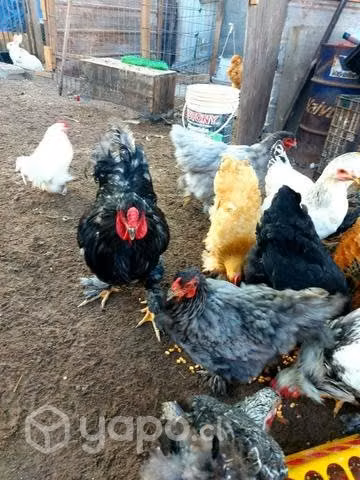 Gallinas brahamas