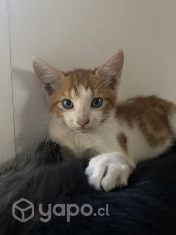 Gatitos