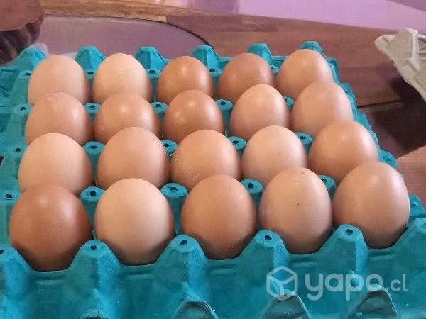 Huevos de campo de color extra grandes
