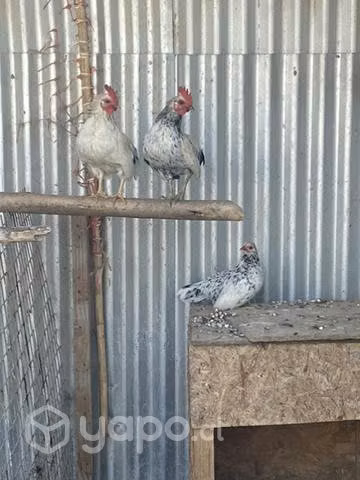 Gallinas kikirikis - Imagen 2