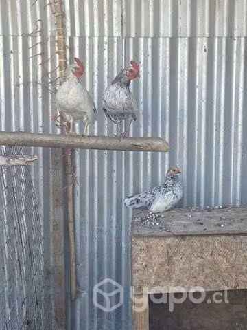 Gallinas kikirikis