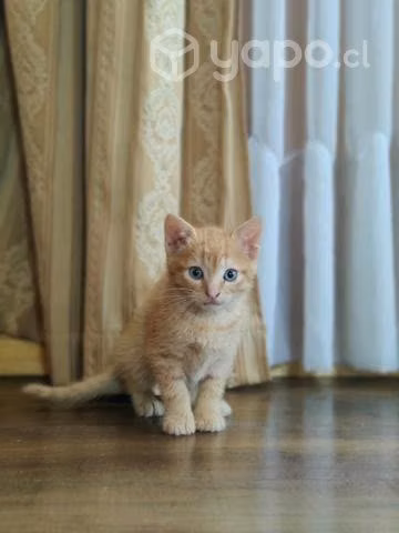 Adopción de gatitas - Imagen 3
