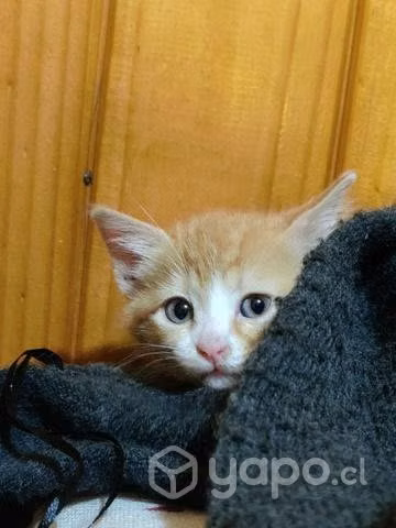 Adopción de gatitas - Imagen 2