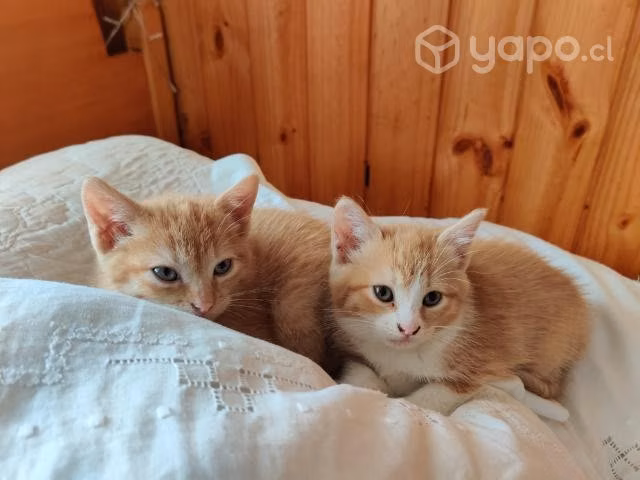 Adopción de gatitas - Imagen 4