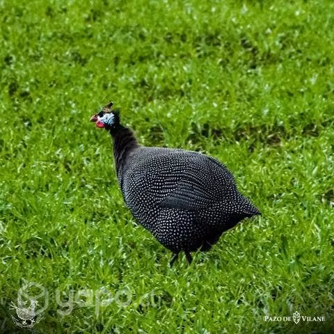 Gallinetas de Guinea