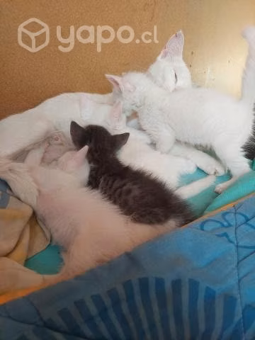 Se regalan lindos gatos ya comen solo