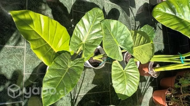Mantos de Eva