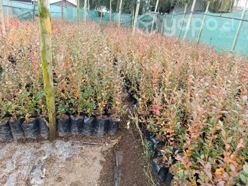 Plantas de arándanos
