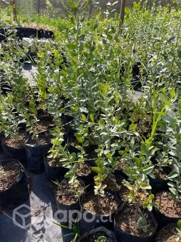 Cubresuelos, plantas y árboles