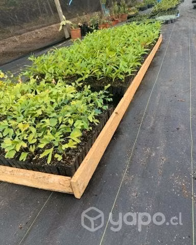 Cubresuelos, plantas y árboles