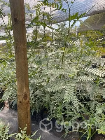Cubresuelos, plantas y árboles
